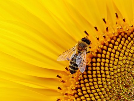 AVVISO si ricorda di non effettuare alcun tipo di trattamento con prodotti fitosanitari dannosi per le api durante la fioritura della vite.